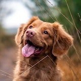 dog_img