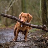 dog_img
